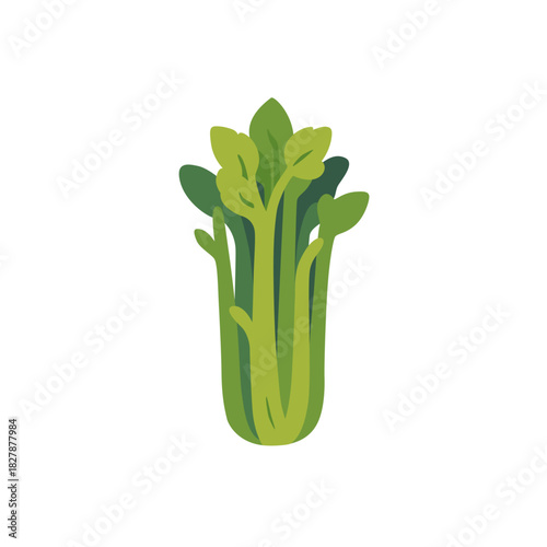 Fresh green celery stalk vegetable bunch, isolated flat style vector illustration