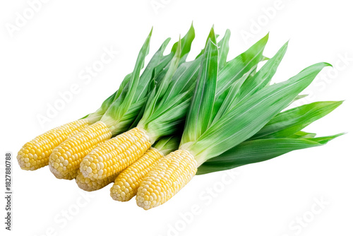 fresh corn on the cob with green husks isolated on black