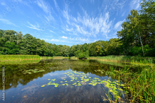 Cuadro en lienzo Beautiful summer day over the small pond in the forest