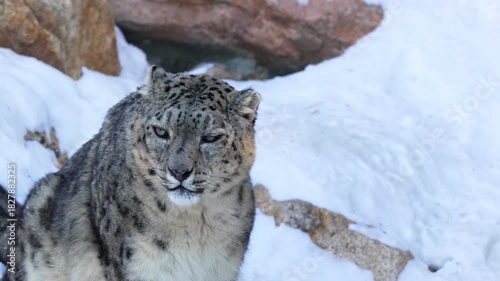 Snow leopard studies wide snowy terrain with intense focused gaze. Calm predator listens closely as crisp winter air carries faint echoes