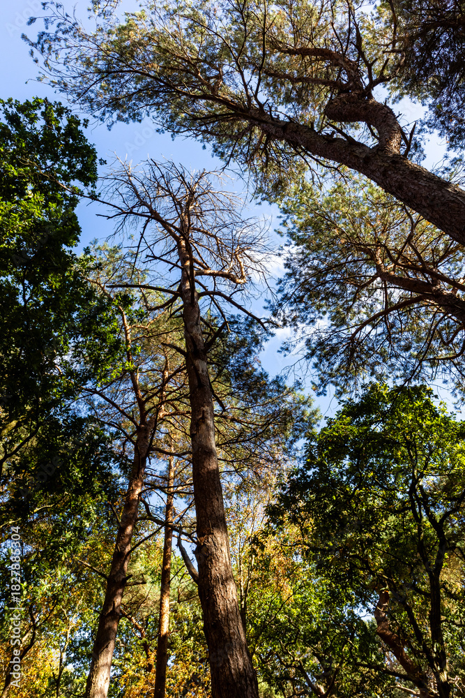 Fototapeta premium Tall woodland trees rising toward a clear blue sky
