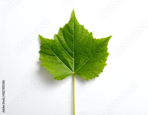 Bright green leaf with distinct veins, lying flat on a plain white background in direct, natural-looking light