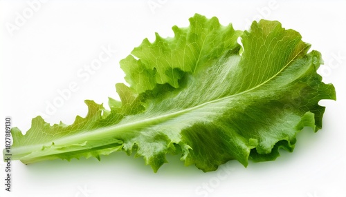 Isolated Green Oak Leaf Lettuce