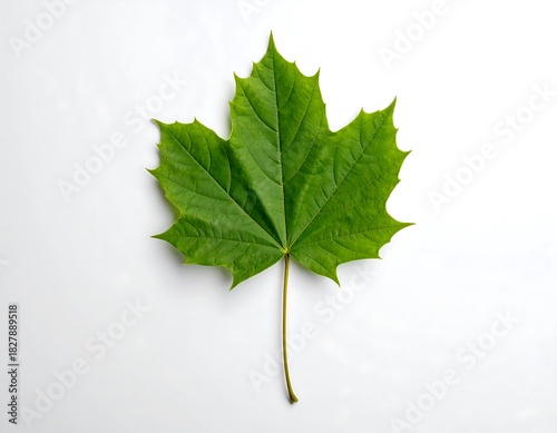 Bright green maple leaf centered against a plain white backdrop, showcasing its detailed veins and serrated edges