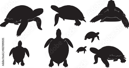 Multiple silhouettes of sea turtles swimming and walking on a white background Keywords: sea turtle, tortoise, reptile, marine life, ocean, sea, aquatic, swimming, walking, on transparent background