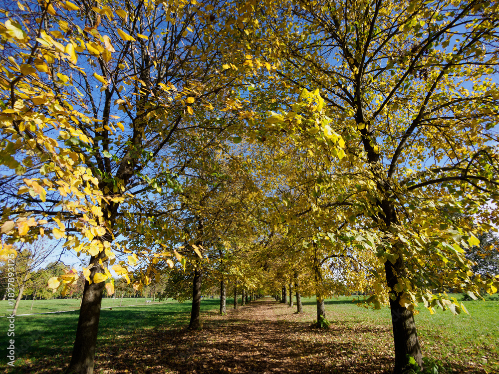 Fototapeta premium The Monza park at October