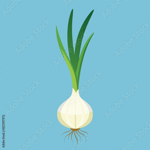 onion on a white background