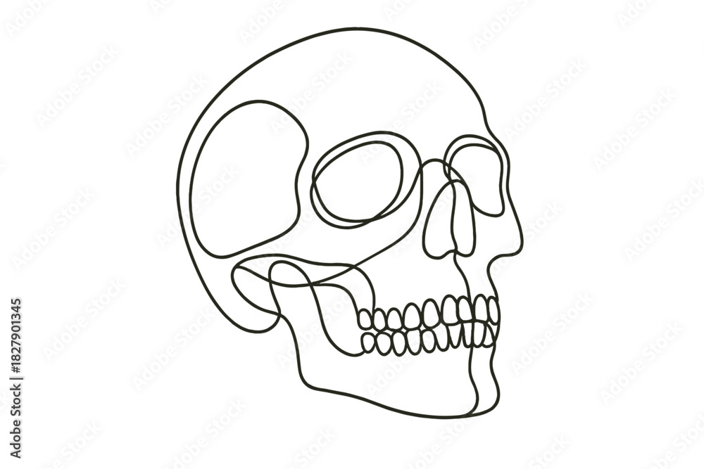Fototapeta premium Simple black line drawing of human skull side view on white background