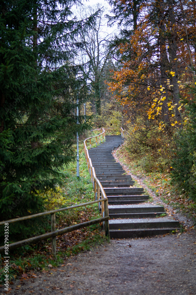 Obraz premium Forest path stairway in autumn woods