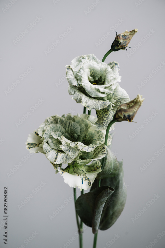 custom made wallpaper toronto digitalBeautiful fresh green eustoma flower on the grey background, close up macro view