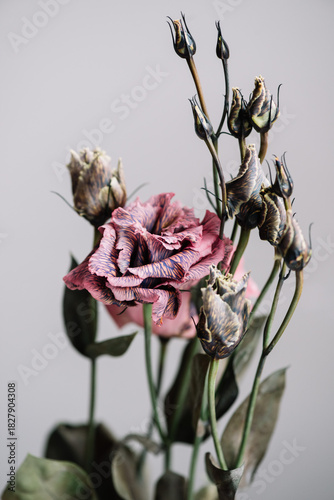 Wallpaper Mural Beautiful fresh pink eustoma flower on the grey background, close up macro view Torontodigital.ca