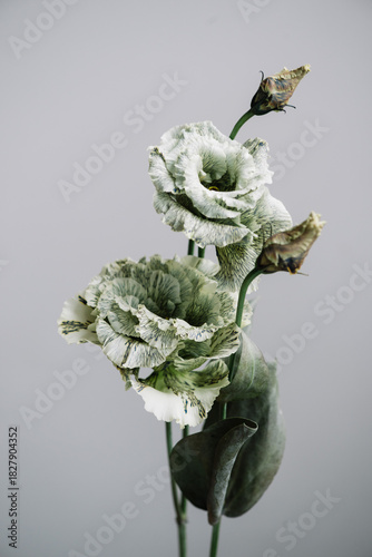 Wallpaper Mural Beautiful fresh green eustoma flower on the grey background, close up macro view Torontodigital.ca