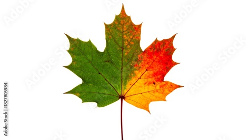 Bright maple leaf transitions from green to red and yellow against a crisp white background