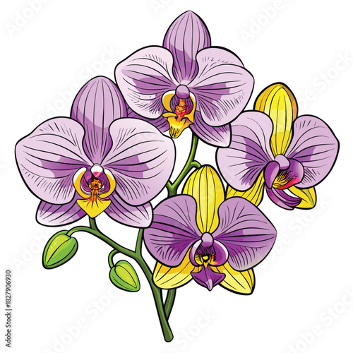 Beautiful purple and yellow orchid flower drawing for illustration