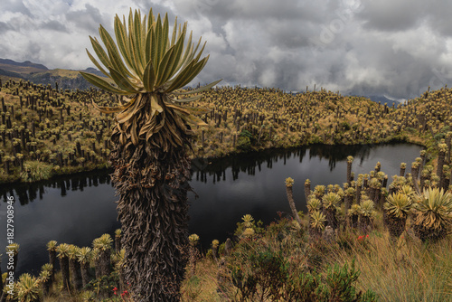 Foto Primer plano de Frailejón gigante (Espeletia) del Páramo de Los Nevados: planta