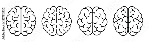 Human brain anatomy illustration for medical education and neuroscience research study guide