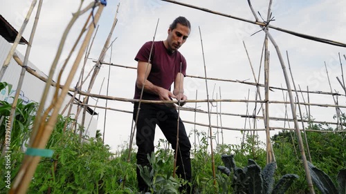 Young caucasian man building a bamboo cane trellis to support growing plants. Sustainable agriculture and organic farming practices