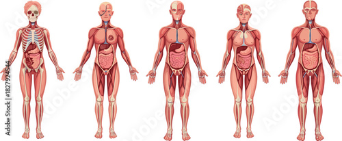 Human anatomy vector illustration set showing male and female bodies with muscles, organs, and skeletal structures for medical education, healthcare, and science design use.