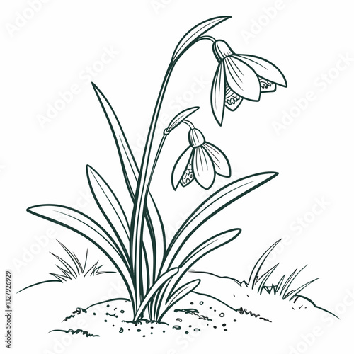 Snowdrop flower line art for coloring book