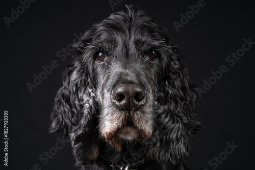 Obraz na płótnie Black and white Show Cocker Spaniel in Studio Environment