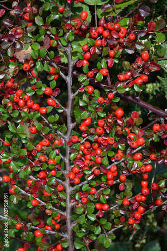 Fächer-Zwergmispel im Herbs, Cotoneaster horizontalis