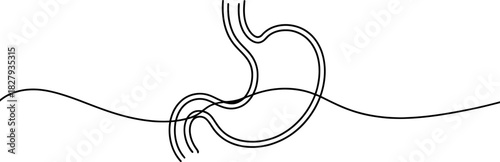 Continuous line drawing of human stomach organ. minimalist black outline illustration for health, digestion, anatomy, and medical concepts. Vector, illustration