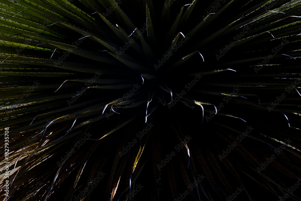 Obraz premium Beautiful detail of a young Titanca (Puya raimondii), detail of the thorny leaves on a dark background.
