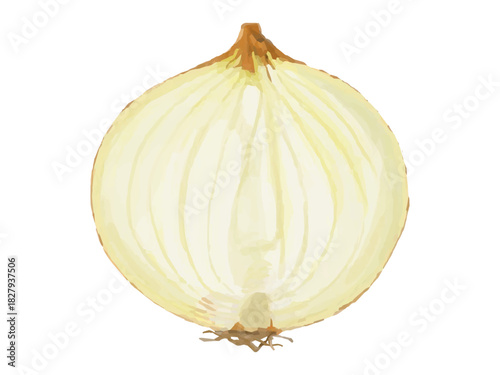半分にカットしたタマネギのベクターイラスト(断面・料理素材)