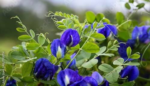 Butterfly Pea Plant Bush Closeup