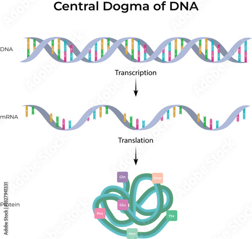 Central Dogma of Molecular Biology: DNA to Protein Synthesis