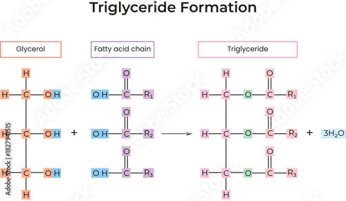 Triglyceride Formation: Glycerol and Fatty Acid Reaction
