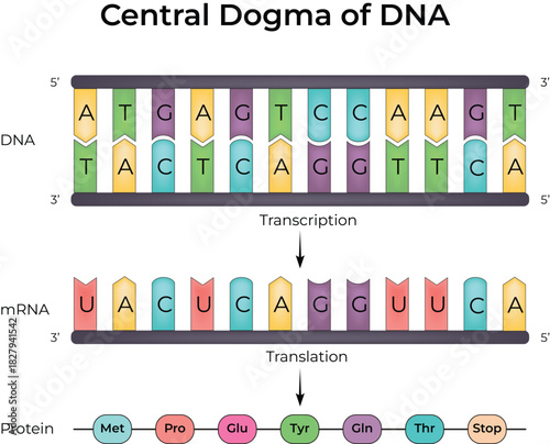 Central Dogma of DNA Transcription and Translation Process Vector