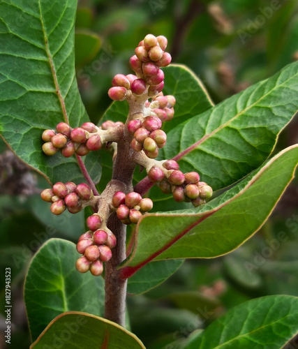 Принти на полотні Lemonade Berry (Rhus integrifolia) — Before the Bloom