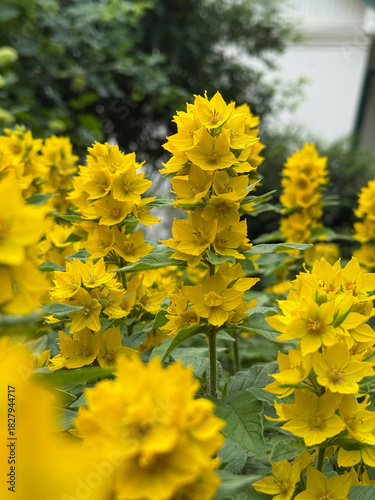 yellow flowers in the garden
