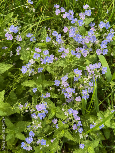 blue flowers in the garden