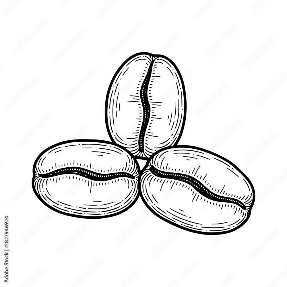 Obraz premium Hand-Drawn Coffee Beans: Rich Aroma, Authentic Taste, Perfect for Cafe Branding, Coffee Shop Menus, and Gourmet Packaging Designs. Vector Origin