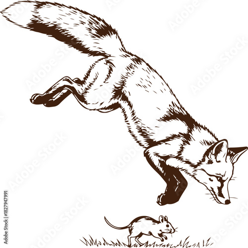 Fox hunting a mouse in a sketched line art style vector illustration