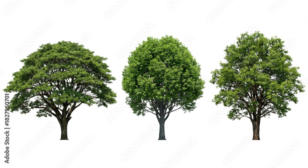 Obraz premium Isolated trees with lush green foliage casting intricate shadows, a botanical illustration,