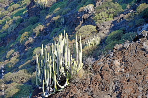 Wolfsmilch Gewächs euphorbia canariensis