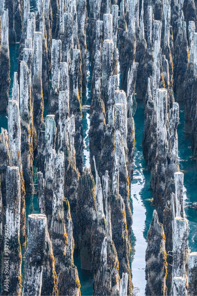 Fototapeta premium aerial view of old pier pilings in coastal maine