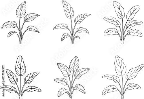 Set of Minimalist hand drawn tropical plant outline illustration vector