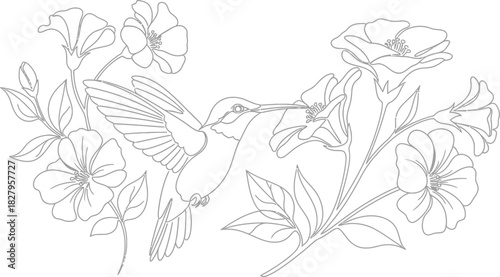 Hummingbird feeding on nectar from flowers in a black and white line drawing