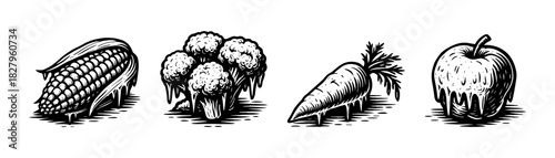 Harvest vegetables vintage engraving icons set, corn cauliflower carrot apple