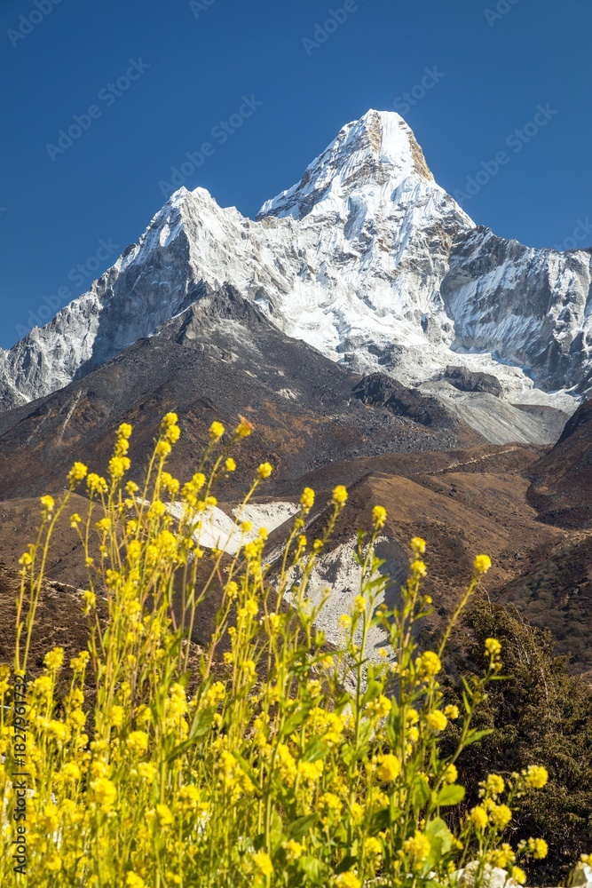 Fototapeta premium Mount Ama Dablam yellow flowers Nepal Himalaya mountain