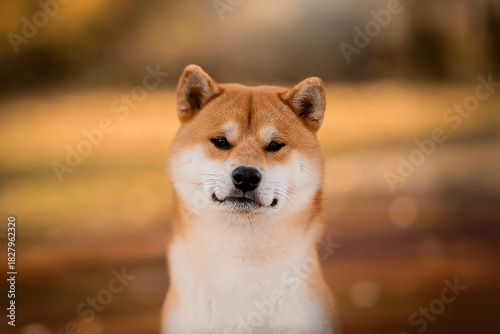Beautiful, funny and happy red shiba inu dog sitting in autumn time. Cute Japanese dog posing at sunset.