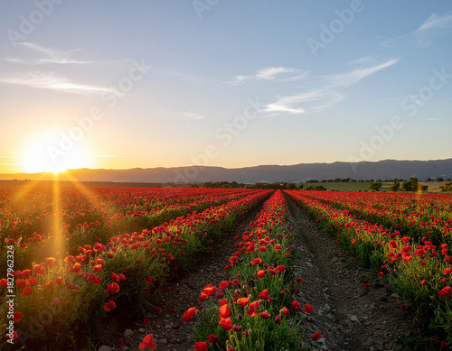 Poppy landscape blossoms at sunset, showcasing harmony and vibrant natural beauty