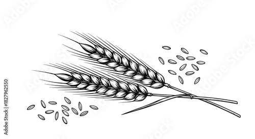 Hand-drawn vintage sketch of two crossed wheat ears with scattered grains a symbol of bakery and agriculture vector art.
