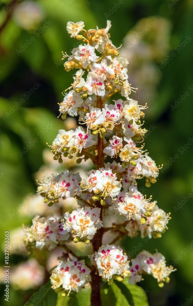 Fototapeta premium horse chestnut flower in latin Aesculus hippocastanum
