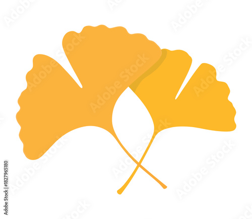 Two golden ginkgo leaves are crossed against a white background