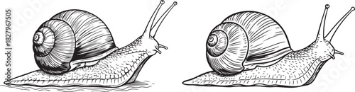 Snail Detailed Side View Black and White Outline Line Art Drawing, Snail Mollusk Shell Black and White
